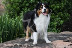 Shepherd - Australian