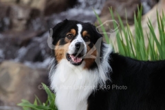 Shepherd - Australian