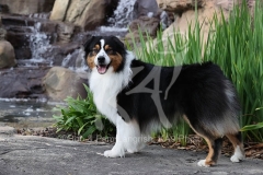Shepherd - Australian