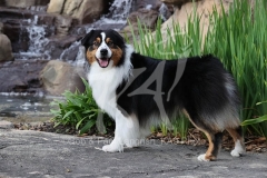 Shepherd - Australian