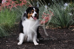 Shepherd - Australian