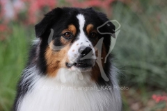 Shepherd - Australian