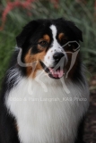 Shepherd - Australian