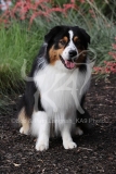 Shepherd - Australian