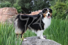 Shepherd - Australian