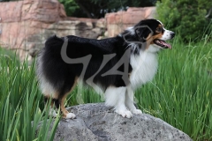 Shepherd - Australian