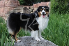 Shepherd - Australian