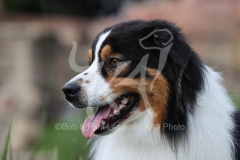 Shepherd - Australian