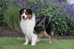 Shepherd - Australian