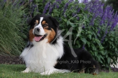 Shepherd - Australian