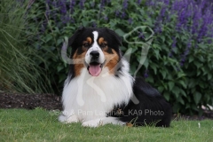 Shepherd - Australian