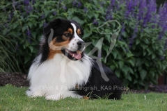 Shepherd - Australian