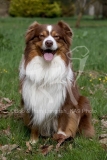 Shepherd - Australian