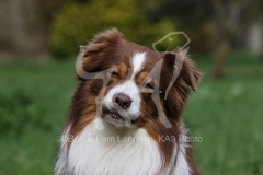 Shepherd - Australian