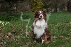 Shepherd - Australian
