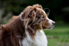 Shepherd - Australian