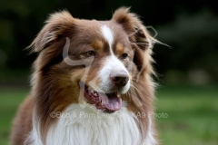 Shepherd - Australian