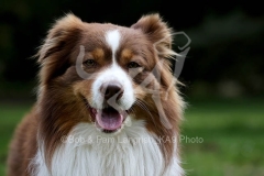Shepherd - Australian