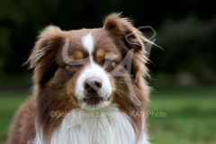 Shepherd - Australian