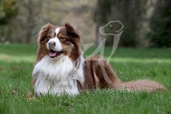 Shepherd - Australian