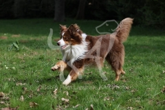 Shepherd - Australian