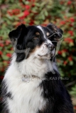 Shepherd - Australian