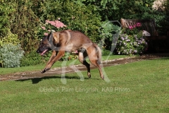 Shepherd - Belgian Malinois