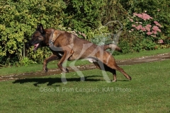 Shepherd - Belgian Malinois