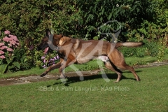 Shepherd - Belgian Malinois