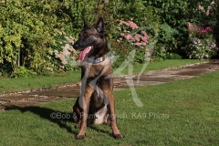 Shepherd - Belgian Malinois