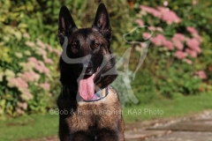 Shepherd - Belgian Malinois