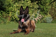 Shepherd - Belgian Malinois