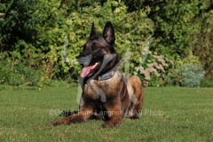Shepherd - Belgian Malinois