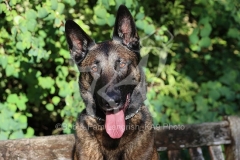 Shepherd - Belgian Malinois