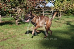 Shepherd - Belgian Malinois