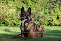 Shepherd - Belgian Malinois