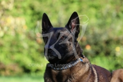 Shepherd - Belgian Malinois
