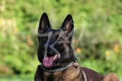 Shepherd - Belgian Malinois
