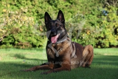 Shepherd - Belgian Malinois