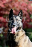 Shepherd - Belgian Malinois