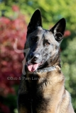Shepherd - Belgian Malinois