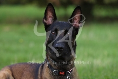 Shepherd - Belgian Malinois