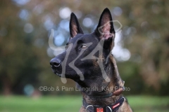 Shepherd - Belgian Malinois