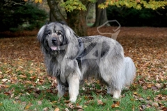 Shepherd - Caucasian