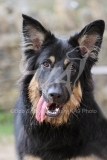 Shepherd - German Long-haired