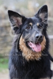 Shepherd - German Long-haired