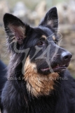 Shepherd - German Long-haired