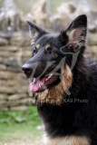 Shepherd - German Long-haired