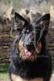 Shepherd - German Long-haired