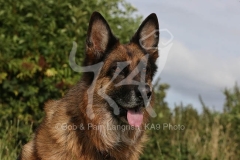 Shepherd - German Long-haired
